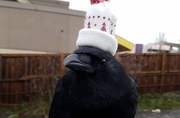 乌鸦你咋这么贱