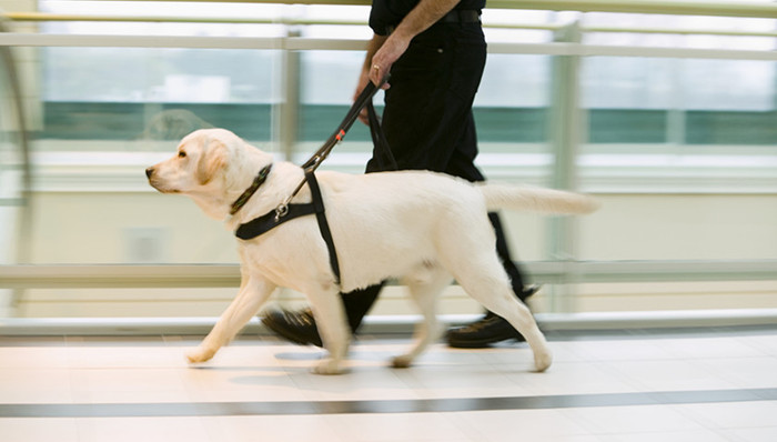 导盲犬,公交车,乡村首席教师,乐清失联男孩,酒托,宫颈癌疫苗,交强险