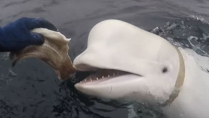 俄罗斯,白鲸,挪威,美国,间谍,海豚