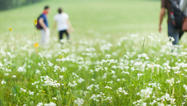 “中国牡丹花都”洛阳：擦亮“花名片” 催生“花经济”
