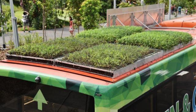 Gaiamat,新加坡国立大学,种草,城市绿化,车顶,新加坡海峡,屋顶,公交车,土壤,植物