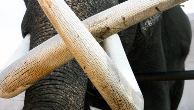 象牙,辛氏家族,走私象牙