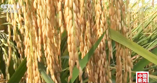 海南南繁：多胚孪生超级杂交水稻产量创新高