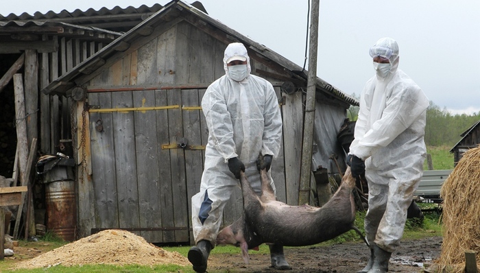 非洲猪瘟,越南,中国,亚洲
