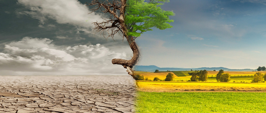 农药,草地贪夜蛾