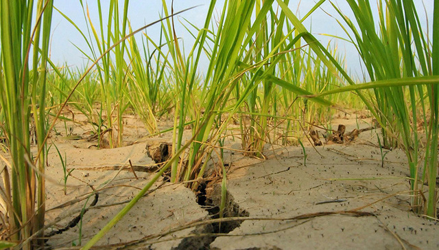 朝鲜持续旱灾加剧粮食危机，降水量创37年来最少