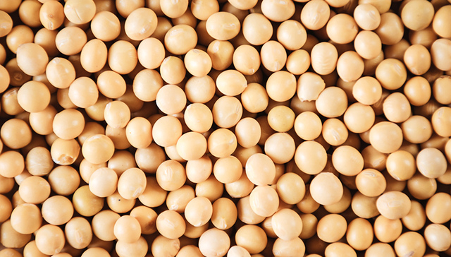 美国大豆,美中,大豆期货,中国大豆,市场份额,的话,出口量,贸易争端,征关税,贸易战