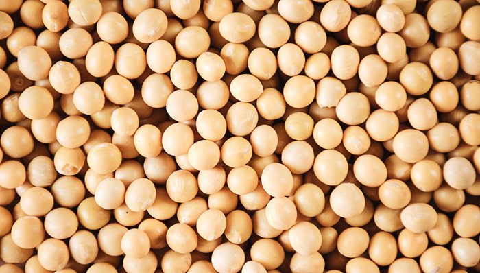 美国大豆,美中,大豆期货,中国大豆,市场份额,的话,出口量,贸易争端,征关税,贸易战