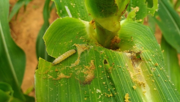 夜蛾,外来入侵物种,草地,苹果蠹蛾,妖蛾子,春玉米,虫情,幼虫,农药,农作物