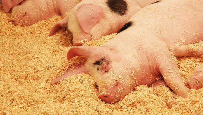 宣称要养1000万头猪但九成营收却归饲料，唐人神高调“猪生意”背后的“减持经”