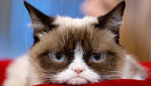 网红“不爽猫”去世，赚了上亿美元的它是如何成为广告明星的？