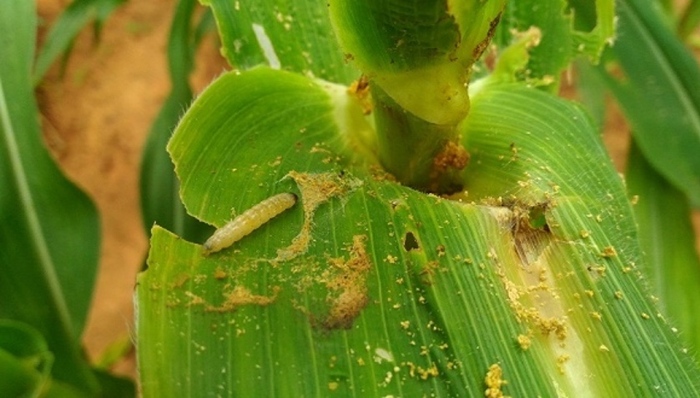 粮食杀手,玉米主产区,草地贪夜蛾