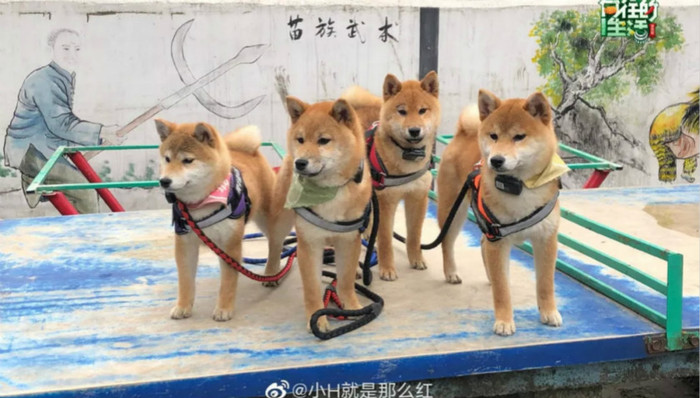 小动物上网开微博，《向往的生活》如何带领一群鸡鸭狗羊出道？