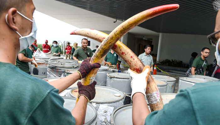 象牙,非洲,津巴布韦,博茨瓦纳,纳米比亚,大象
