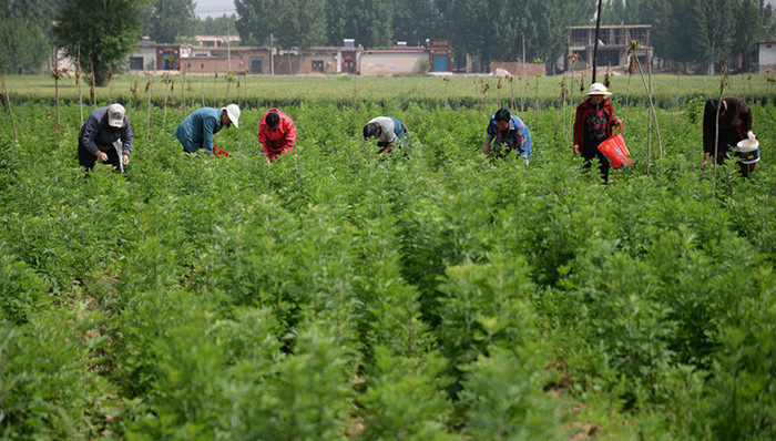 扶贫,脱贫,减贫