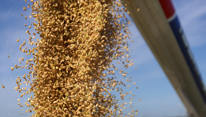 日本,大米,公主香,川菜