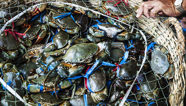【深度】一年卖出3亿海鲜：直播小镇与它背后的“卖水人”