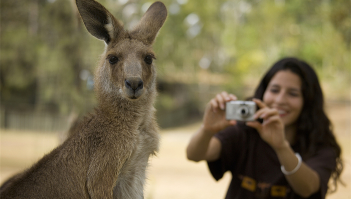 Ashfield,Chatswood,满分,澳大利亚教育,华人社团,汉语热,移民生活,英格兰,移民澳