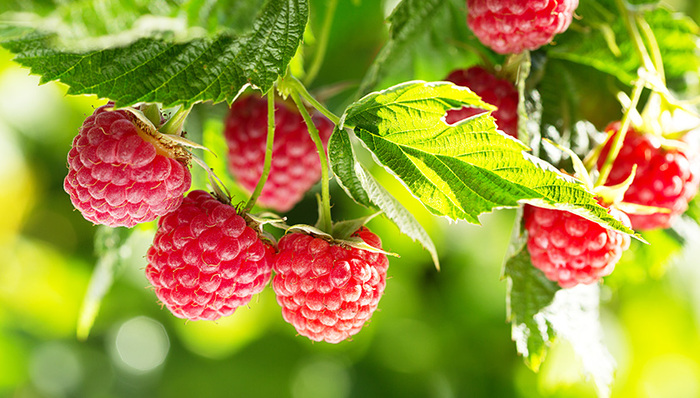 机器人，工业之美，采摘业，劳动力短缺