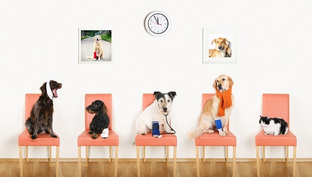 佩蒂股份,下跌,业绩