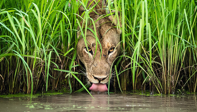 年度野生动物摄影：经典肖像背后的故事