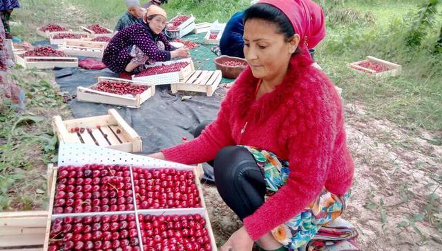 为了你们的车厘子自由，这个国家一半飞机都出动了