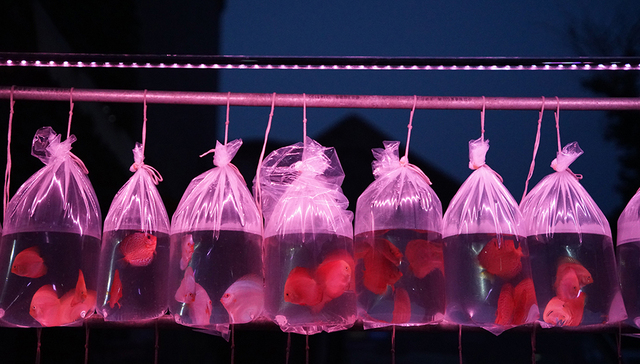 偷得半日闲，不如逛鱼市