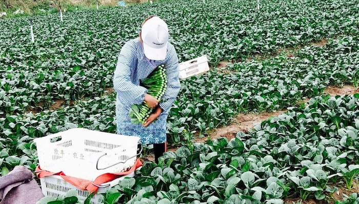 菜心,农业
