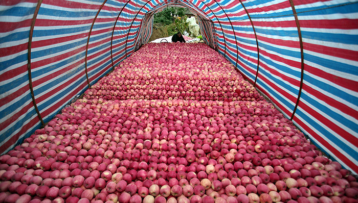 类期货,苹果主产区,三姓村,套袋,期货市场,经济半小时,果农收入,多头资金,金果,苹果价格