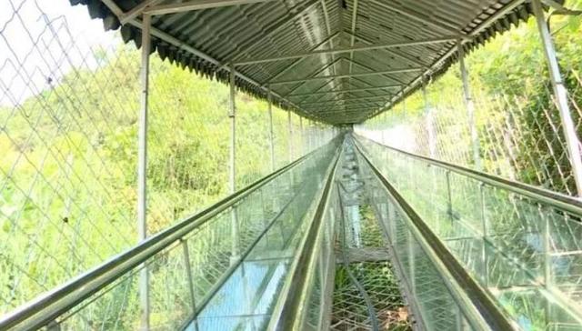 “网红”玻璃滑道再爆伤亡事故，致1死6伤