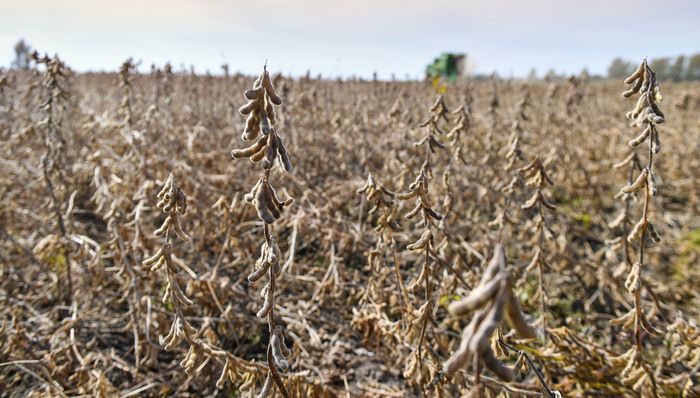 财经速递,大豆贸易
