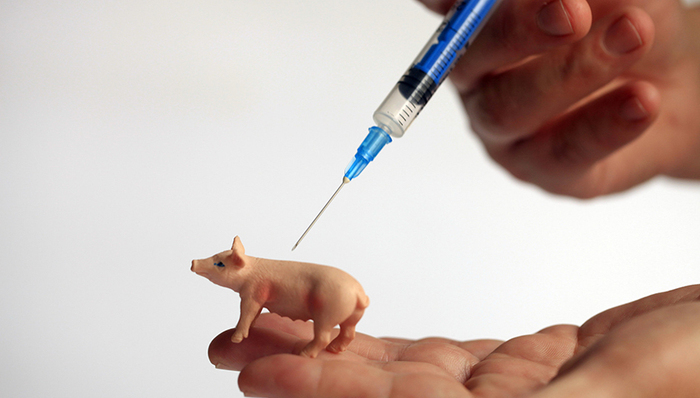 【界面早报】海南官方否认发布猪瘟疫苗研制成功消息 第十一届陆家嘴论坛今天开幕