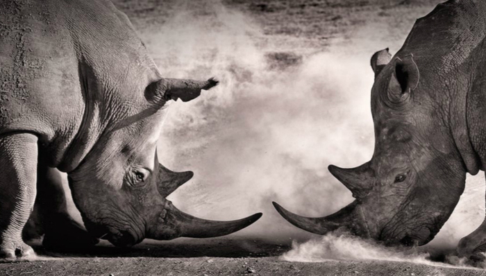 全球经济,灰犀牛,气候变化