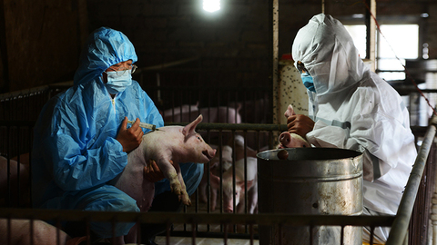 谁是“非洲猪瘟疫苗发明人”许启太：主攻中药，还曾参与研制“避孕疫苗”