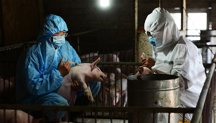 谁是“非洲猪瘟疫苗发明人”许启太：主攻中药，还曾参与研制“避孕疫苗”