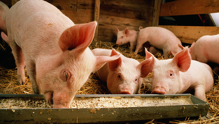 【界面早报】农业农村部：“今珠多糖防治非洲猪瘟”缺乏科学依据 科创板第三批3家企业首发全部过会