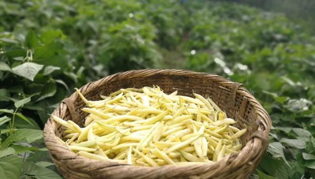 青藏高原上有一种濒危的金色豆角叫“黄金荚”，因为太好吃把自己拯救了