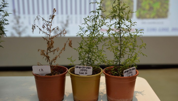 屠呦呦在解决的“青蒿素耐药”是什么？