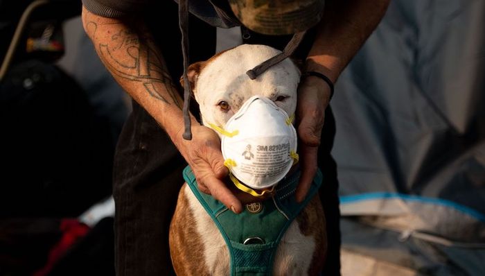 空气质量,指数,污染,法规,排放,特朗普