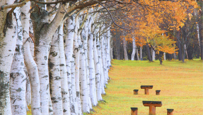 桦树皮“画”出脱贫致富图