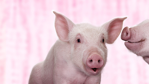 【深度】飞起来的猪