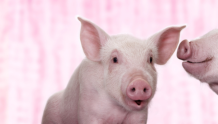 天邦股份,正邦科技,温氏股份,牧原股份,猪价,猪周期,大北农,唐人神