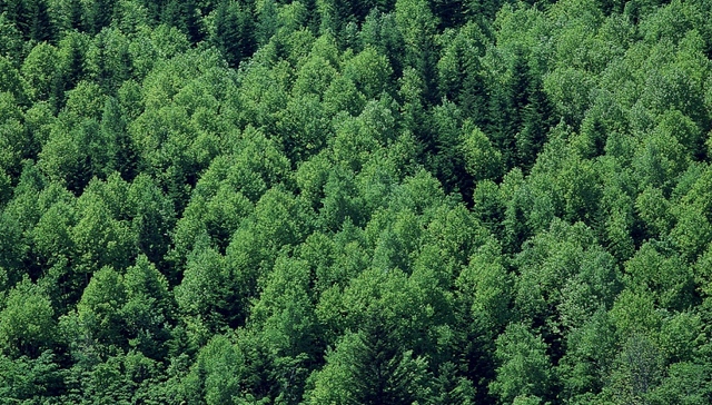 森林法,国有林场