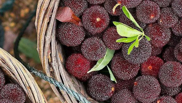 美食,水果,生活