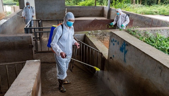 国新办,非洲猪瘟