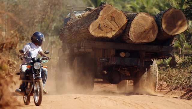巴西亚马孙雨林流失加速，森林砍伐地被爆违规放牧卖牛