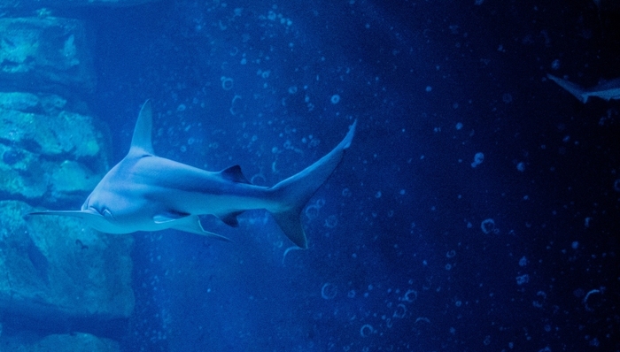 直播,江湖恩仇录,斗鱼,深网,电竞,奇虎,对战平台,优酷网,贾乃亮,Pre-A