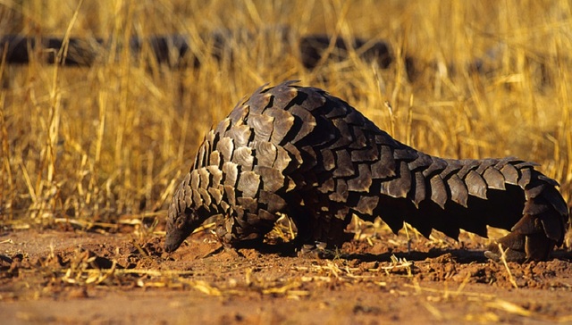 中华穿山甲真的“功能性灭绝”了？