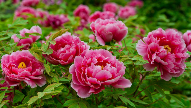 国花,牡丹,中国花卉协会