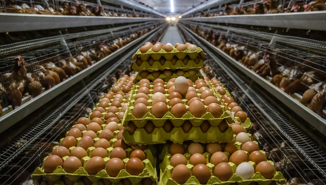 养殖公司，鸡蛋